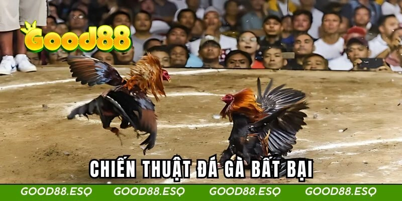 Chiến thuật đá gà bất bại