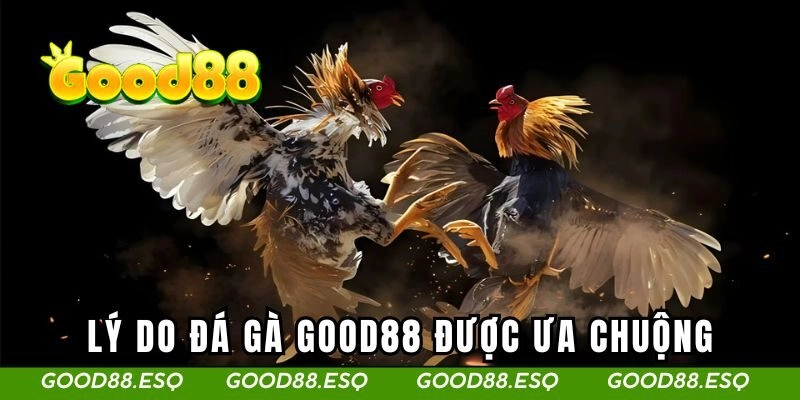 Lý do đá gà GOOD88 được ưa chuộng